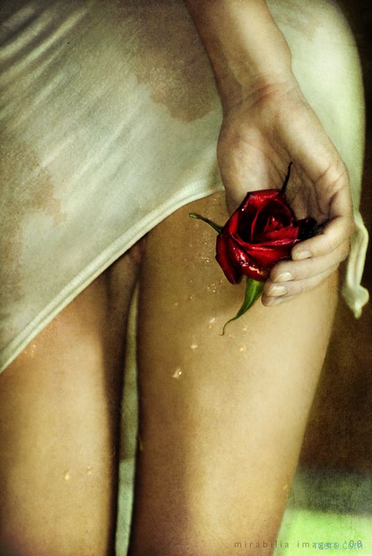Красная роза – эмблема…