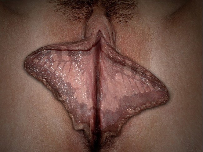 Butterfly pussy lips small hole